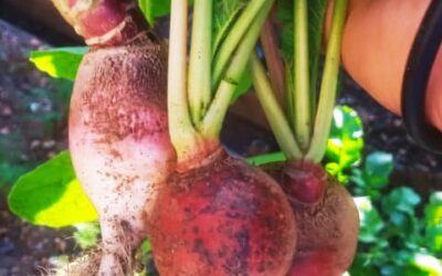 Las Semillas llegaron a Cuba